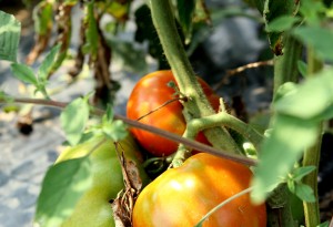 pomodori biologici